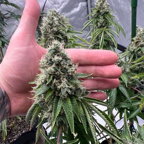 Cali Diesel growlog timeline photo