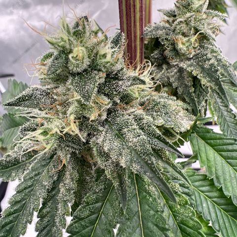 Strawberry Nugget growlog timeline photo