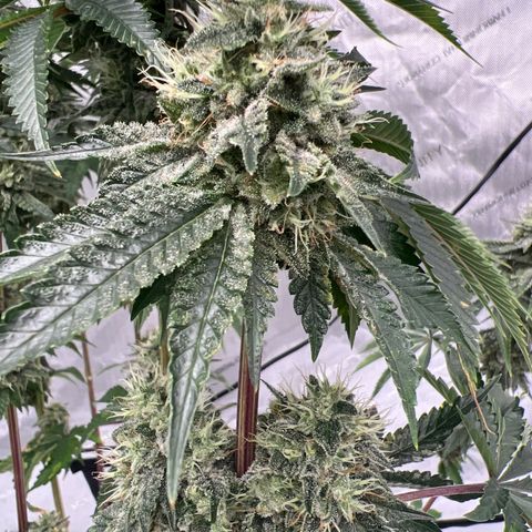 Strawberry Nugget growlog timeline photo