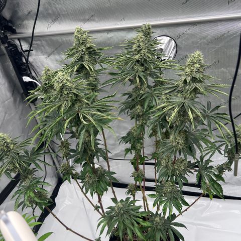 Strawberry Nugget growlog timeline photo