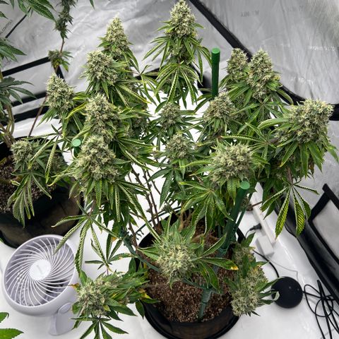 Cali Diesel growlog timeline photo