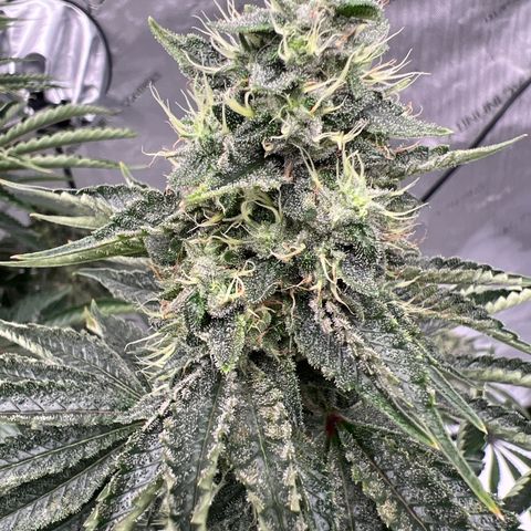 Strawberry Nugget growlog timeline photo