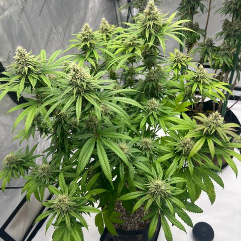 Bruce Banner growlog timeline photo