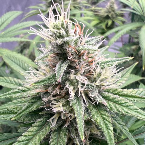 Bruce Banner growlog timeline photo