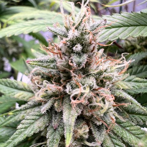 Bruce Banner growlog timeline photo