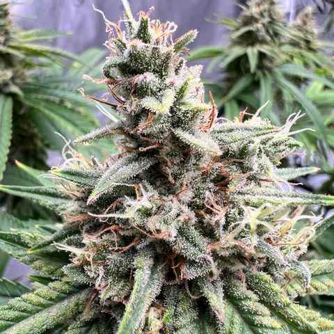 Bruce Banner growlog timeline photo