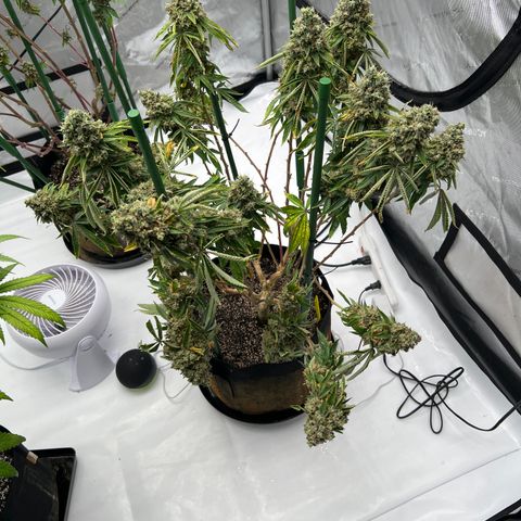 Cali Diesel growlog timeline photo
