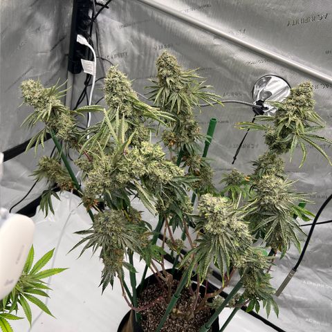 Strawberry Nugget growlog timeline photo