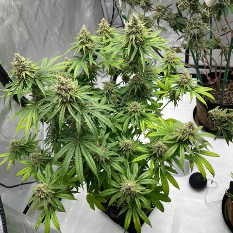 Bruce Banner growlog timeline photo
