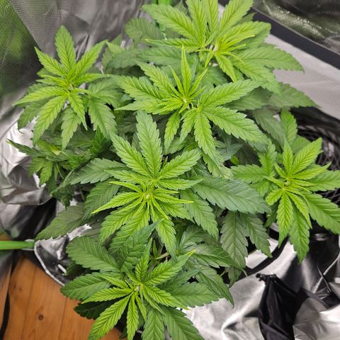 Dream dja growlog timeline photo