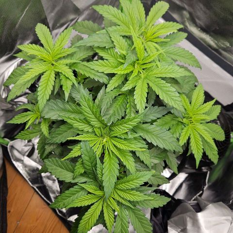 Dream dja growlog timeline photo