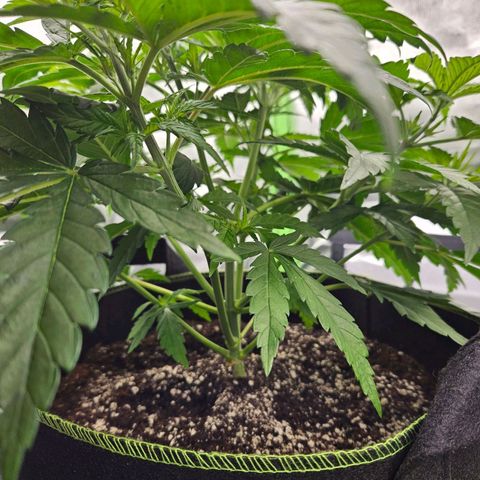 Dream dja growlog timeline photo