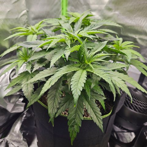 Dream dja growlog timeline photo