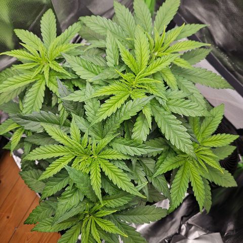 Dream dja growlog timeline photo