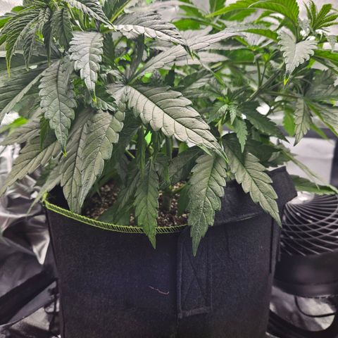 Dream dja growlog timeline photo