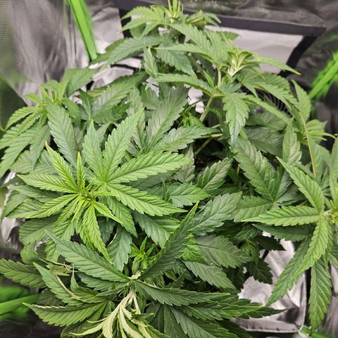 Dream dja growlog timeline photo