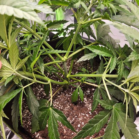 Dream dja growlog timeline photo