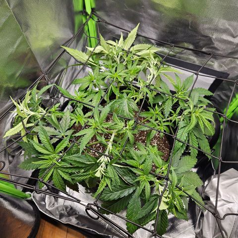 Dream dja growlog timeline photo
