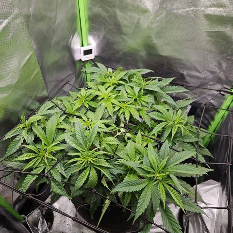 Dream dja growlog timeline photo