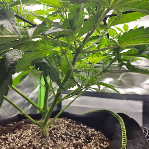 Dream dja growlog timeline photo