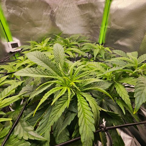 Dream dja growlog timeline photo