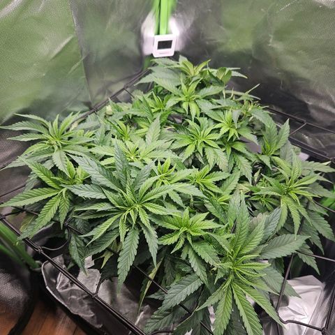 Dream dja growlog timeline photo