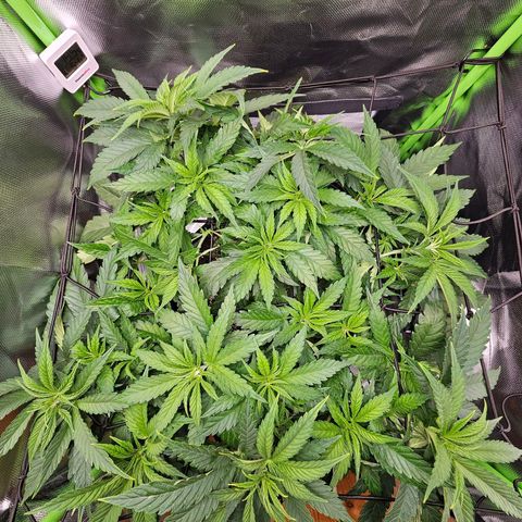 Dream dja growlog timeline photo