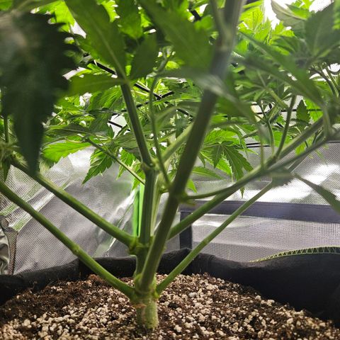 Dream dja growlog timeline photo