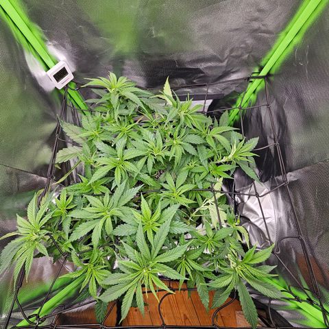 Dream dja growlog timeline photo