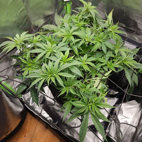 Dream dja growlog timeline photo