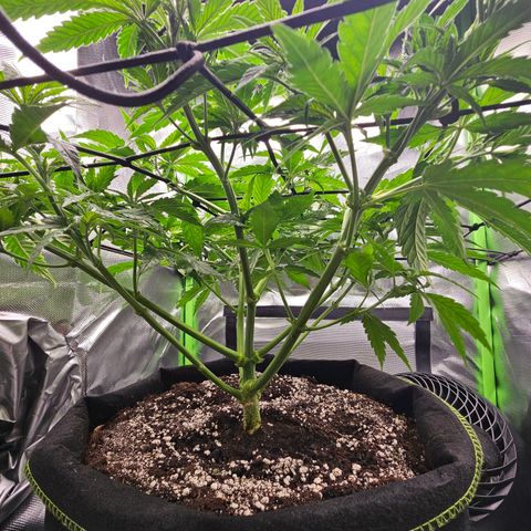Dream dja growlog timeline photo