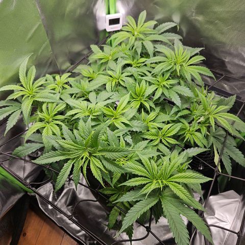 Dream dja growlog timeline photo