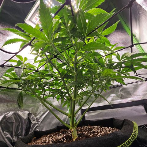 Dream dja growlog timeline photo