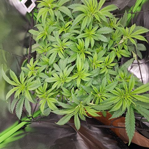 Dream dja growlog timeline photo