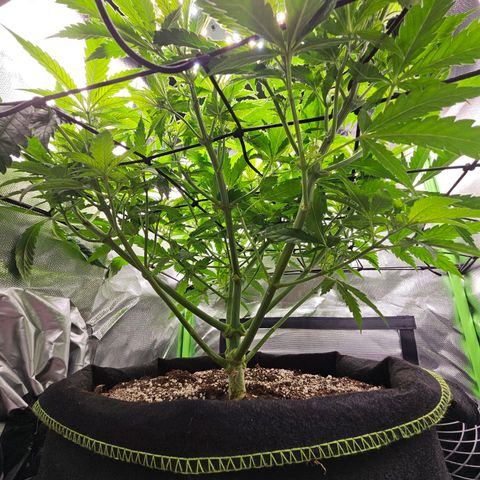 Dream dja growlog photo: Passage en Floraison 