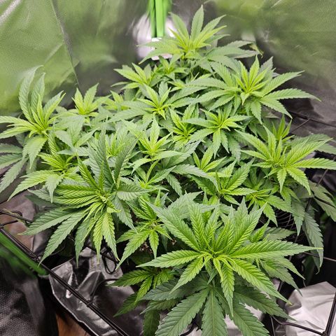 Dream dja growlog photo: Passage en Floraison 