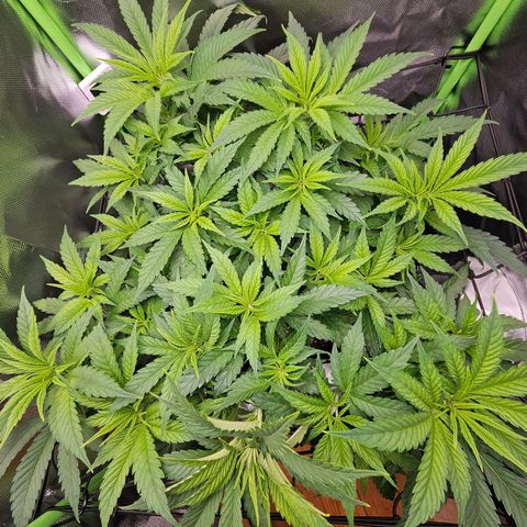 Dream dja growlog photo: Passage en Floraison 