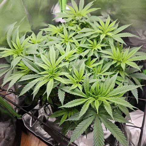 Dream dja growlog timeline photo