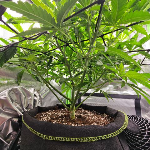 Dream dja growlog timeline photo