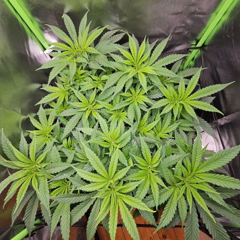 Dream dja growlog timeline photo