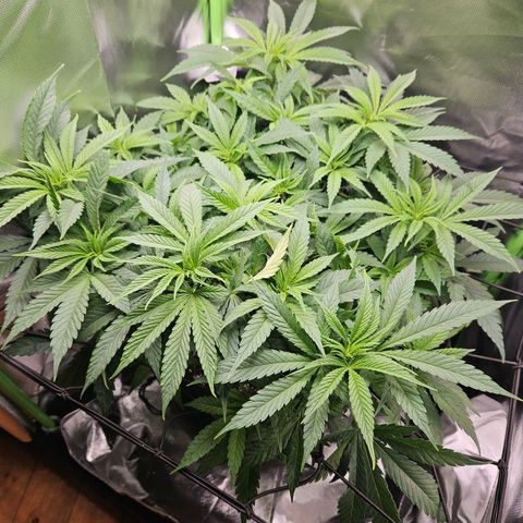 Dream dja growlog timeline photo
