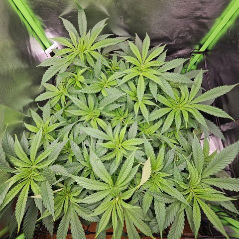 Dream dja growlog timeline photo