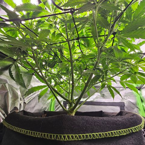 Dream dja growlog timeline photo