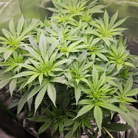 Dream dja growlog timeline photo