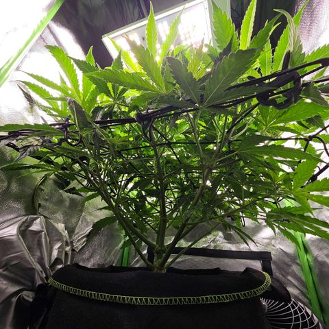 Dream dja growlog timeline photo