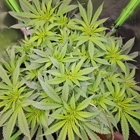 Dream dja growlog timeline photo