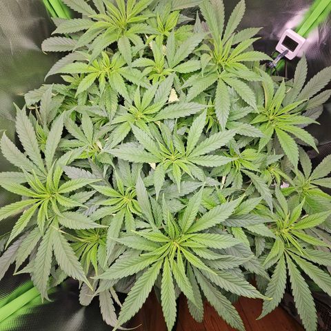 Dream dja growlog timeline photo