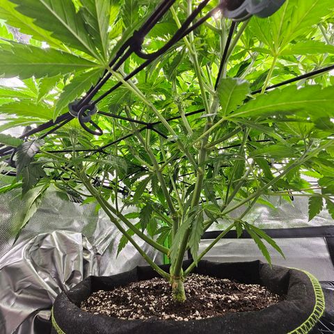 Dream dja growlog timeline photo