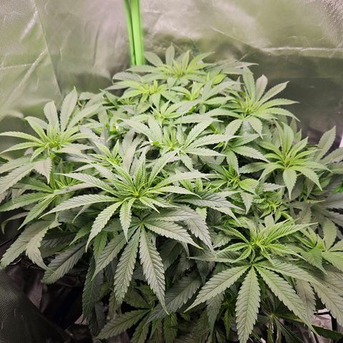 Dream dja growlog timeline photo