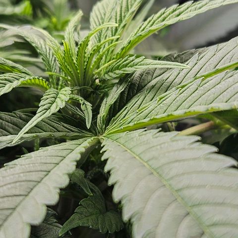 Dream dja growlog timeline photo